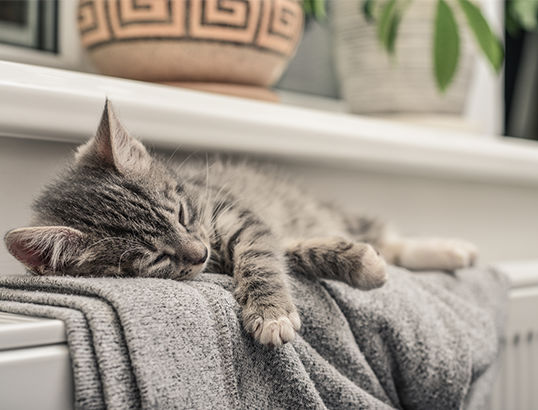Photo of a sleeping cat